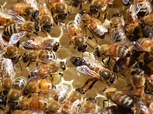 A Little Girl Complained Of ‘Monsters’ In Her Bedroom, But It Was Actually 50,000 Bees