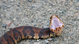 A look at the notorious cottonmouth and the lore that follows this common snake