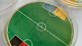 Euro 24: Can E. Coli bacteria predict match results?