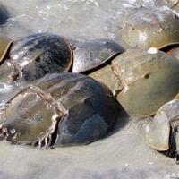 Horseshoe crabs also nest in marshes, research finds