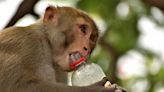 India heatwave: Wild monkeys drown in well while searching for water in extreme heat