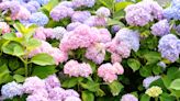 7 Smart Ways to Protect Your Hydrangeas from Deer, According to Experts