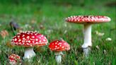 Another psychedelic mushroom sold in gummies could be deadly