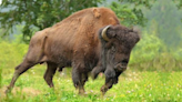 'Do not approach it': Waupaca County Sheriff's on the lookout for loose buffalo