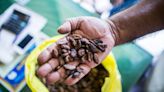 Cocoa Slumps on Better Mid-Crop Outlook and Lower Bullish Bets