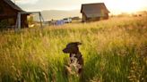 Idaho Dog Laws: Rabies, Dog Bites, Abandonment, and Cruelty