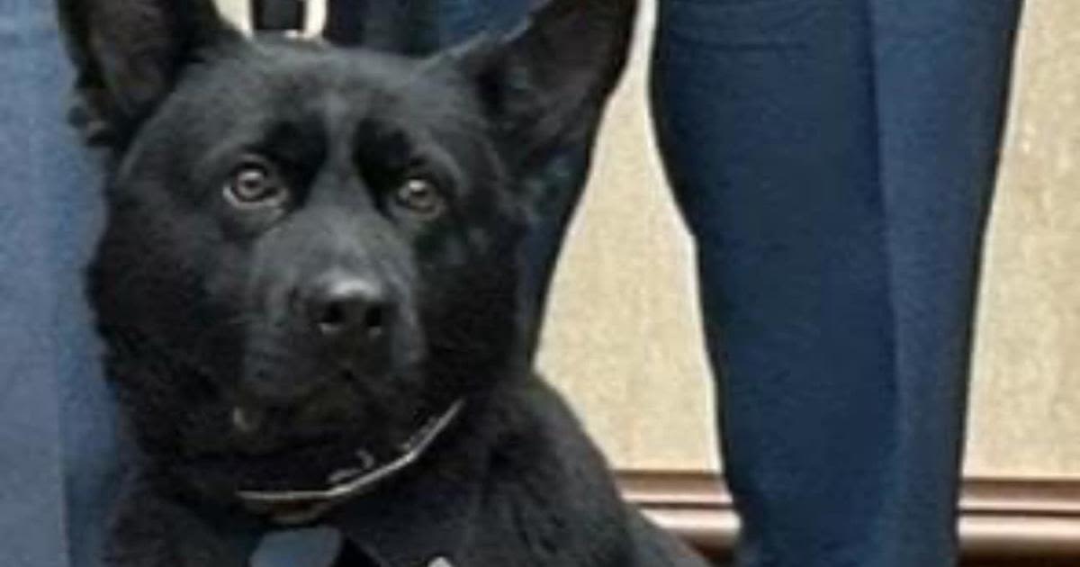 Gary, Indiana, police dog injured after being hit by driver charged with DUI, police say