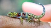 El diminuto y colorido gecko que tiene una tropa de isleños caribeños protegiéndolo de la extinción