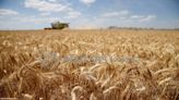 FranceAgriMer aumenta sus previsiones de reservas de trigo blando por menor demanda
