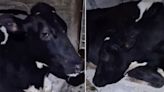 'Lazy' cow goes viral after 'faking sleep' to avoid milking