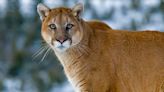 'Heroic' cyclists fight off cougar after it grabbed woman in its jaws in Washington state, US