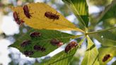 Cicadas invade Chicago