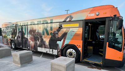 IndyGo celebrates zoo's new chimpanzee complex with special bus wraps