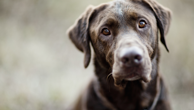 Chocolate Lab Who's 'Scared of Grandpa's Cat' Can't Stop Making 'Dinosaur Noises'