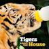 Tigers About the House