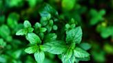 Does Peppermint Help With Nausea?