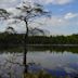 Lake Bemidji State Park