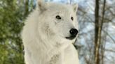跑步跑進「野生動物區」 法國巴黎1女子慘遭北極狼咬成重傷