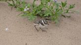 Little tern fledglings hit record numbers