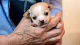 Baby Chihuahua on the Mend After Suffering Seizure Following Rescue from Hoarding Home: 'Healthy and Thriving'