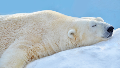 Serene Video of Polar Bear Napping on a Rock Has People in Their Feelings