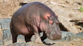 Pigs can't fly but hippopotamuses probably can, scientists discover | ITV News