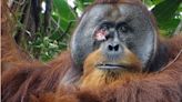 Orangután se cura una herida con ungüento preparado por él
