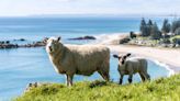 New Zealand travel guide: What to expect in spring