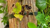 Go native when planting vines to attract Florida butterflies | Sally Scalera