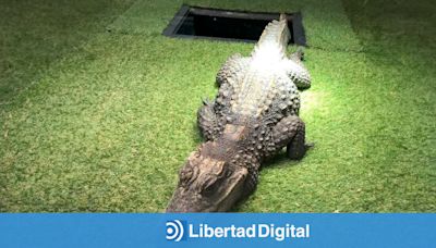 La cocodrilo Charlie se libra de ser la primera mascota expropiada por la ley animalista de Sánchez