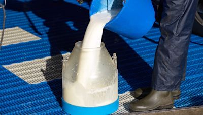 Dairy Farmers Quickly Spoil MTG’s ‘Weird’ Raw Milk Tweet