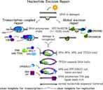 Nucleotide excision repair