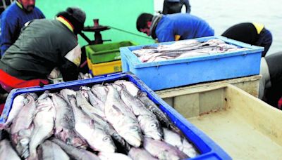 “Los peces son más que números y toneladas”: ONG vegetariana defiende indicación en Ley de Pesca - La Tercera