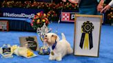 Who won the 2023 National Dog Show?