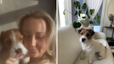 Dog's adorable "little pause and process" with owners has internet sobbing