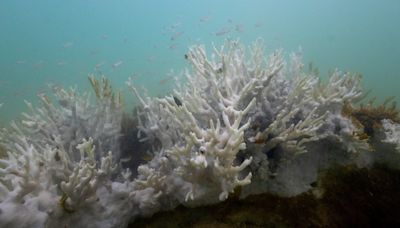 More than 60% of world's coral reefs may have bleached in past year, NOAA says