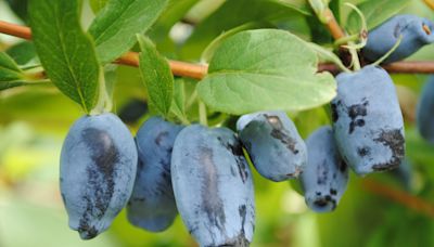 Fruit lovers, meet the Honeyberry, the best new fruit of which you’ve never heard