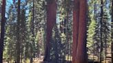 Delays, closures expected in areas of Sequoia National Park