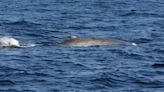 Sighting of Many Blue Whales Around the Seychelles is First in Decades – 'Phenomenal'
