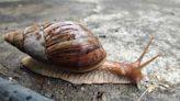 Airport Officials Confiscate Nearly 100 Giant Snails After Noticing Rancid Smell From Passenger's Bag