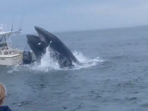 A whale flipped a fishing boat with people on board. Experts think they know why.