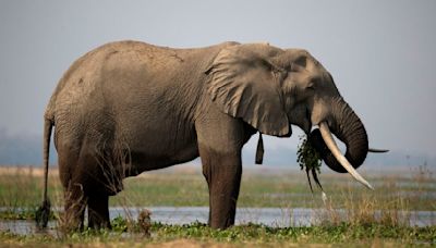 Zimbabwe to cull 200 elephants to feed citizens left hungry by drought