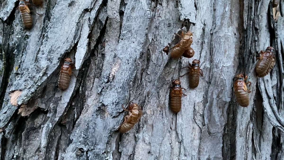 How long do cicadas live? A timeline of their emergence in Illinois