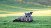 Wild pig-like animals are tearing up an Arizona golf course. The internet is delighted