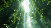 Scientists Supercharge Photosynthesis To Develop “Carbon Gobbling” Super Plants