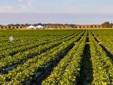 28-year-old GA pilot makes emergency landing in farm field after plane experiences engine issues