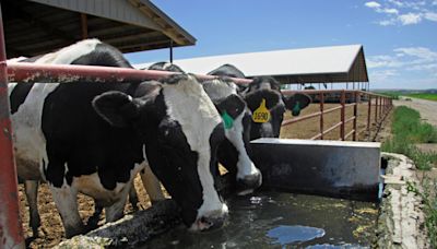 Four states to begin voluntary testing for bird flu in dairy farm milk tanks