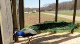 A ‘palace’ for a peacock: Waterford school raises money to build a new bird home