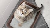 Blood in cat’s stool? Vet shares 8 reasons why and what you should do about it