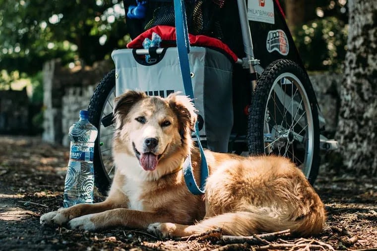 The South Jersey dog that was the first to walk around the world has died